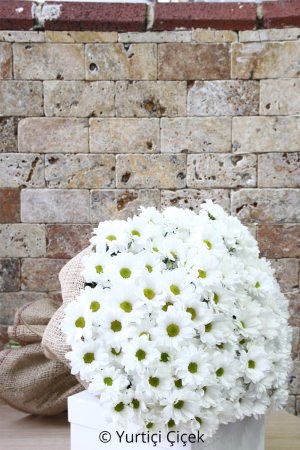 White Daisy Large Bouquet 
