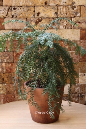 Araucaria Pine Bonsai