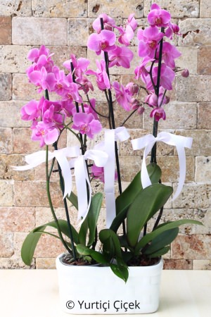 Fuchsia Orchids: 2 Pieces 