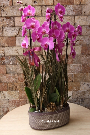 Special Series - Purple Orchid Design